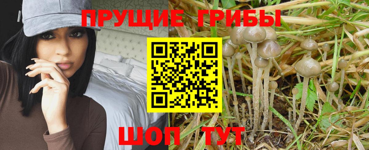 наркота  Великий Новгород  Галлюциногенные грибы GOLDEN TEACHER  Псилоцибиновые грибы Psilocybine cubensis 